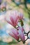 Beautiful flowers. Scanned film image of magnolia on a blurred background.Shallow depth of field. Copy space