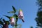 Beautiful flowers of spotted bellflower on the background of blue sky. Blooming campanula punctata