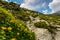 Beautiful flowers on Steep slope of rocky hillside