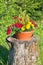 Beautiful flowers on a stump