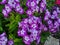 Beautiful flowers in the summer garden. five-light purple with white center flowers of Phlox.