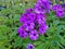 Beautiful flowers in the summer garden. five-petal red with white and purple flowers of Phlox.