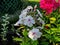 Beautiful flowers in the summer garden. five-petal white with a red core and red flowers of Phlox.