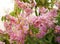 Beautiful flowers of Tabak flowers on natural. Lagerstroemia floribunda Jack