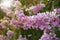 Beautiful flowers of Tabak flowers on natural. Lagerstroemia floribunda Jack