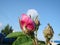 beautiful flowers of teahouse roses in garden bed