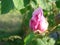 beautiful flowers of teahouse roses in garden bed