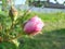 beautiful flowers of teahouse roses in garden bed