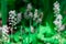 Beautiful flowers tiarella cordifolia