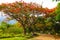 Beautiful flowers and tree forest landscaped in the public garden in the summer