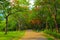 Beautiful flowers and tree forest landscaped in the public garden in the summer