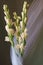 Beautiful flowers - Tuberose or agave amica Polianthes tuberosa
