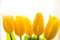 Beautiful flowers tulips yellow and white