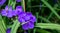 Beautiful flowers of ultramarine color close-up, macro. Virginia spiderweb bush Tradescantia virginiana.