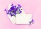 Beautiful flowers violet bellflowers in postal envelope and blank sheet with space for text on a pink paper background. Top view,