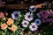 Beautiful Flowers Waiting for Afternoon Tea