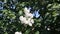 Beautiful flowers white lilac