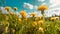 Beautiful flowers of yellow dandelions in nature in warm summer or spring on meadow against blue sky, macro.Generative AI