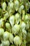 Beautiful flowers Yucca as a closeup background