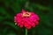 beautiful flowers zinia on background of green leaves and grass