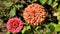 Beautiful flowers of zinnia elegans  orange sort  Glorienschein and pink sort Purple Prince.