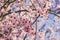 Beautiful flowery spring background with cherry blossoms