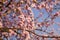 Beautiful flowery spring background with cherry blossoms