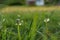 Beautiful flown dandelion on a blurred background