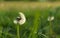 Beautiful flown dandelion on a blurred background
