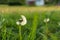 Beautiful flown dandelion on a blurred background