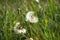 Beautiful flown dandelion on a blurred background