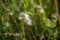 Beautiful flown dandelion on a blurred background