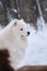 Beautiful fluffy adult Samoyed dog, profile view. Close up of face in winter park against background of snow. Northern aboriginal