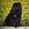 Beautiful fluffy black dog breed Chow Chow sits in the summer on