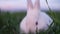 Beautiful fluffy bunny chews green grass