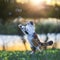 Beautiful fluffy cat jumps and catches soap bubbles with its paws on a summer blooming meadow in the light of a warm sunset