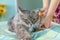 A beautiful fluffy cat lies on the bed and enjoys being scratched with a special brush