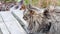 Beautiful fluffy cat sitting on a wooden bridge under a strong wind