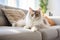 Beautiful fluffy cat taking over the couch