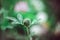 Beautiful fluffy clover Bud on bright juicy green blurred background close up. Fodder and medicinal plants. Meadow clover