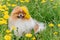 A beautiful fluffy dog â€‹â€‹sits among flowers with a wreath on his head and smiles.