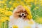 A beautiful fluffy dog â€‹â€‹sits among flowers with a wreath on his head and smiles.
