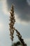 Beautiful fluffy dry spikelet against the sky. Afternoon. Peaceful scene in pastel colors. Closeup. Soft focus