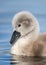 Beautiful fluffy feathers cute grey mute swan cygnet reflecting in blue water of lake.