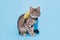 A beautiful fluffy gray cat with a bow on his neck sits on a blue background and looks at the camera. Lovely pet. Animal