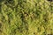 Beautiful fluffy green moss closeup.