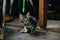 Beautiful fluffy homeless kitten in an abandoned house. Soft focus. The concept of loneliness