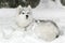 Beautiful fluffy husky puppy laying in snow. white color