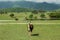 Beautiful fluffy llama on green grass in safari park