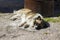 Beautiful fluffy, long-haired dog